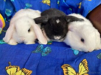 MIMINKA zakrslých beránků ML/ST = velká radost