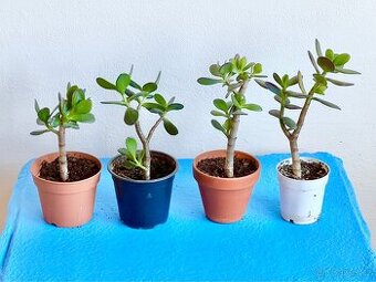 Pokojová rostlina Tlustice Crassula pokojovka