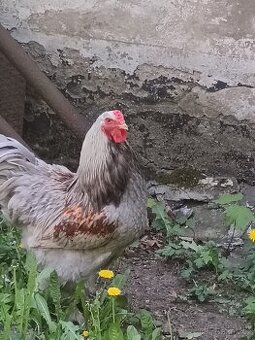 Kohout