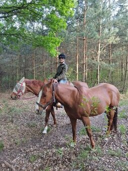 Lesní jezdecké tábory a příměstské tábory