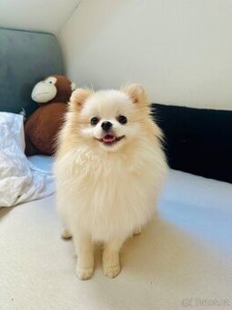 Pomeranian mini připuštění