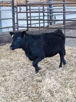 Aberdeen Angus jalovičky