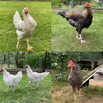Mladí kohoutci na prodej - 1