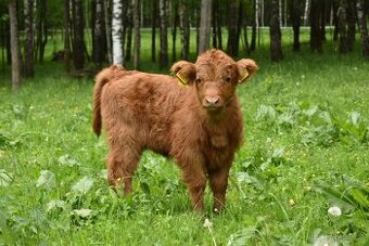 Prodám telátka Highland-Skotský náhorní skot,
