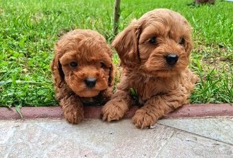Cavapoo
