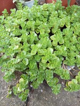 Půdopokryvné trsy rozchodníku (sedum)