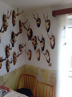 Jelení a srnčí trofeje