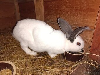 Německý obrovitý strakáč