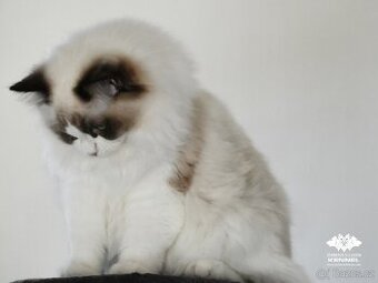 Ragdoll s PP přátelská kočička