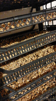 Loupané vlašské ořechy