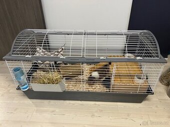 Daruji dvě morčata + klec s výbavou