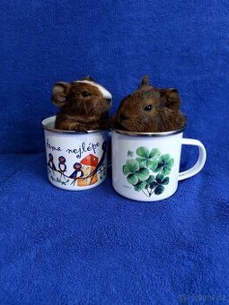 Morče, morčátka miminka, genové skinny