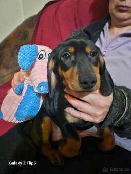 Jezevcik standardni hladkosrsty