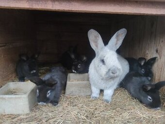 Velký světlý stříbřitý s PP