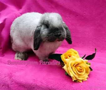 SIAMŠTÍ KLUČÍCI HLEDAJÍ NOVÝ DOMOV ❤️❤️❤️