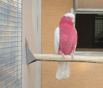 Kúpim samicu lutino