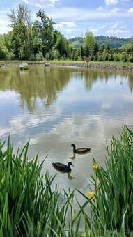 Indický běžec samec