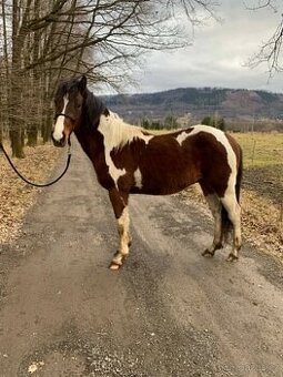 APH valach, 3 roky – klidný, hodný parťák do rodiny