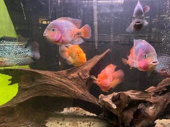 Cichlida papouščí 20-25cm