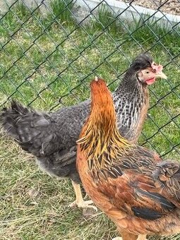 Prodám přebytky domácích vajíček z vlastního chovu 🥚🌿