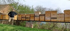Vyzimovaná včelstva a oddělky