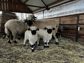Walliserská ovce - beránci - 1