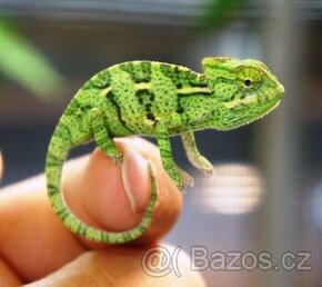 chameleon jemenský - 1