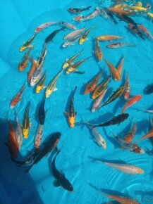 Koi kapr