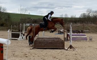 A1/1 OTTB Pětiletá klisna do parkuru/military