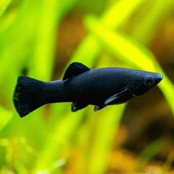 Black Molly