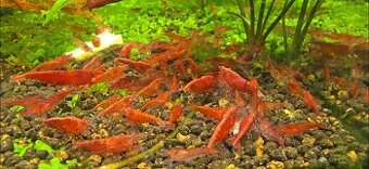 Krevetky neocaridina