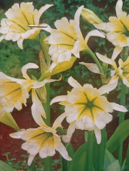 Ismene - sulphur Queen