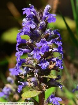 Prodám rostlinu Zběhovec (Ajuga) - 1