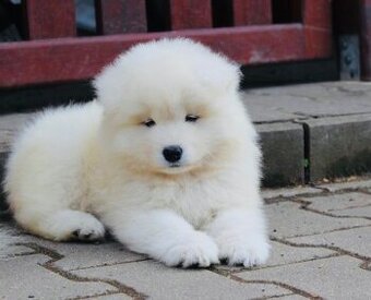 Samojed s PP