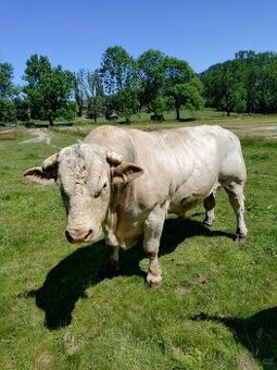 Plemenný býk charolais
