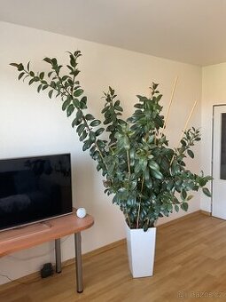 Vzrostlý fíkus (Ficus elastica) 230 cm