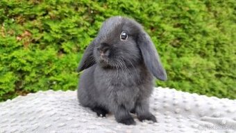 Zakrslý beránek, králíček, králík - NOEMI