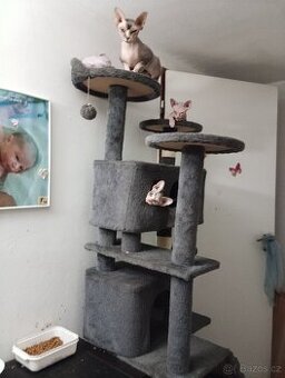 Sphynx koťátka