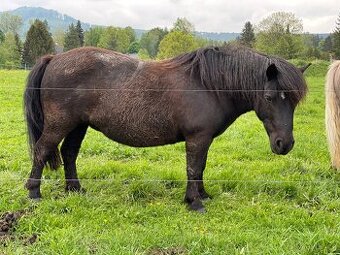 Shetland pony klisna s PP
