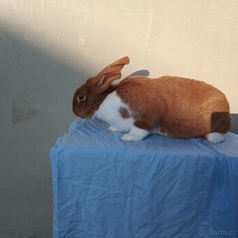 Meklenburský strakáč červený