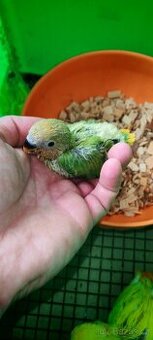 Agapornis ružovohrdly opalin