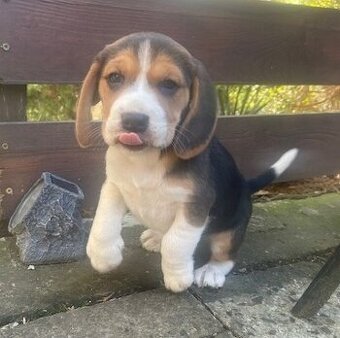 Štěně beagle tricolor, bígl pejsek - 1