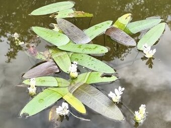 Aponogeton distachyos–exotická vodní rostlina s vůní mandlí