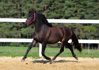 ______Valášek Barock pinto - Frís___