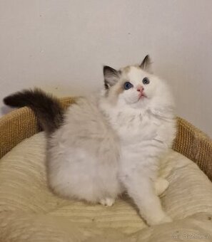 Kočička ragdoll s PP