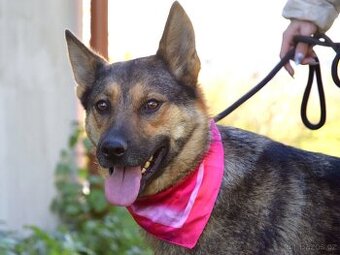 🌟 Felimi – aktivní parťačka, která hledá svou rodinu 🌟