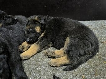 Prodej německý ovčák