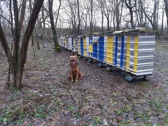 Vyzimovaná včelstva