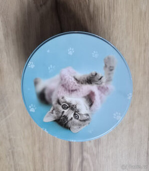 Koťátko kitten plechová dóza krabička Rachael Hale