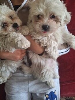 Maltezský psík štěnátka